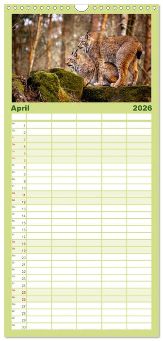 Der Luchs - Begegnungen mit einer Raubkatze (CALVENDO Familienplaner 2026)