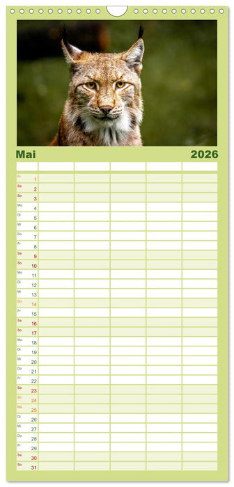 Der Luchs - Begegnungen mit einer Raubkatze (CALVENDO Familienplaner 2026)