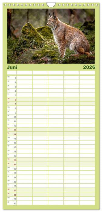 Der Luchs - Begegnungen mit einer Raubkatze (CALVENDO Familienplaner 2026)