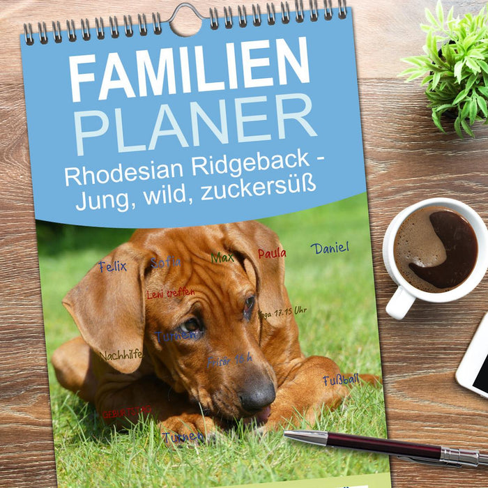 Rhodesian Ridgeback - Jung, wild, zuckersüß (CALVENDO Familienplaner 2026)
