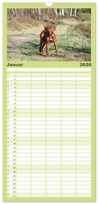 Rhodesian Ridgeback - Jung, wild, zuckersüß (CALVENDO Familienplaner 2026)