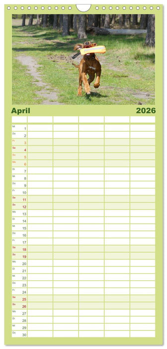 Rhodesian Ridgeback - Jung, wild, zuckersüß (CALVENDO Familienplaner 2026)