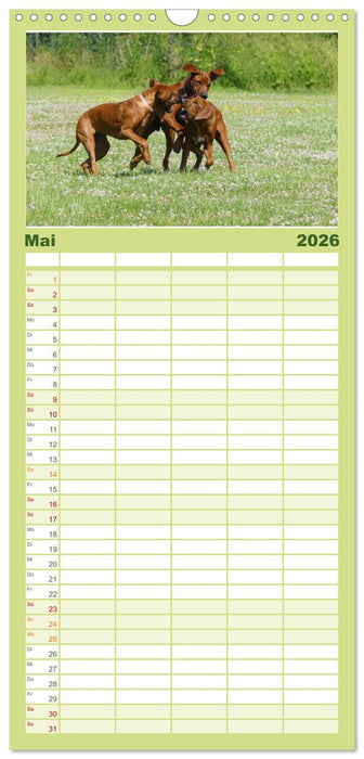 Rhodesian Ridgeback - Jung, wild, zuckersüß (CALVENDO Familienplaner 2026)
