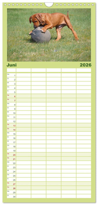 Rhodesian Ridgeback - Jung, wild, zuckersüß (CALVENDO Familienplaner 2026)