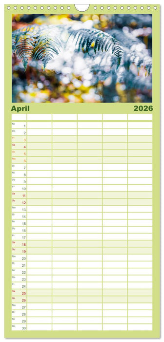 Farne vom Licht umtanzt (CALVENDO Familienplaner 2026)