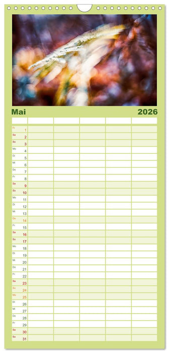 Farne vom Licht umtanzt (CALVENDO Familienplaner 2026)