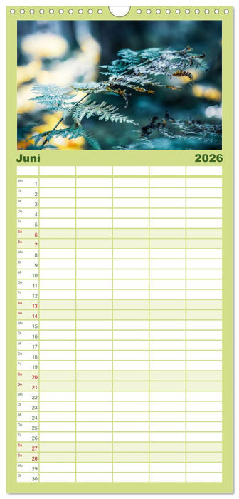 Farne vom Licht umtanzt (CALVENDO Familienplaner 2026)