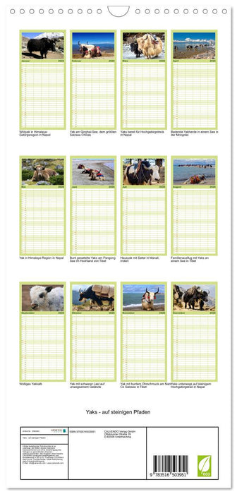 Yaks - auf steinigen Pfaden (CALVENDO Familienplaner 2026)