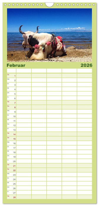 Yaks - auf steinigen Pfaden (CALVENDO Familienplaner 2026)