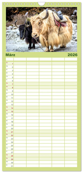 Yaks - auf steinigen Pfaden (CALVENDO Familienplaner 2026)