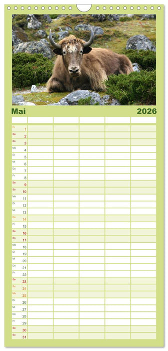 Yaks - auf steinigen Pfaden (CALVENDO Familienplaner 2026)