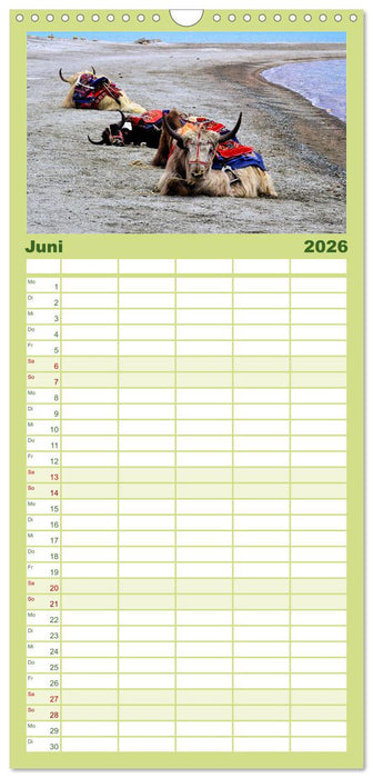 Yaks - auf steinigen Pfaden (CALVENDO Familienplaner 2026)