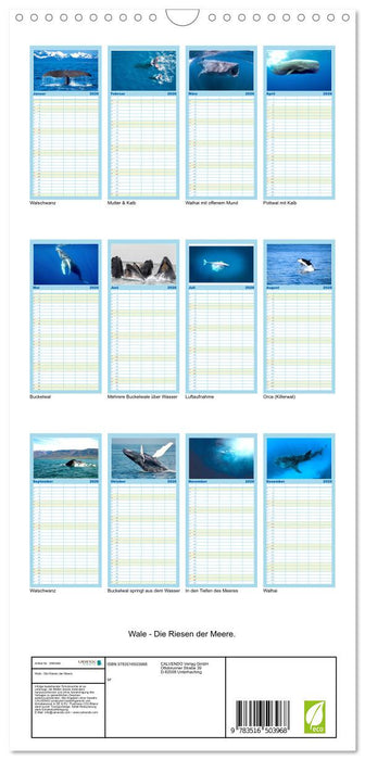 Wale - Die Riesen der Meere. (CALVENDO Familienplaner 2026)
