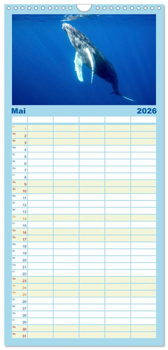 Wale - Die Riesen der Meere. (CALVENDO Familienplaner 2026)