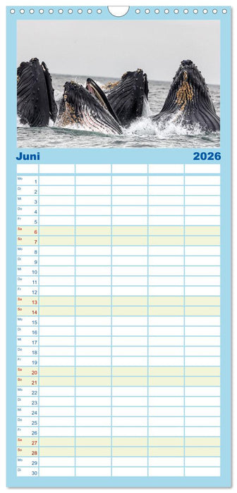 Wale - Die Riesen der Meere. (CALVENDO Familienplaner 2026)