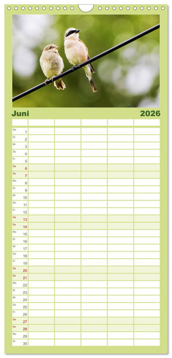 Der Neuntöter (CALVENDO Familienplaner 2026)