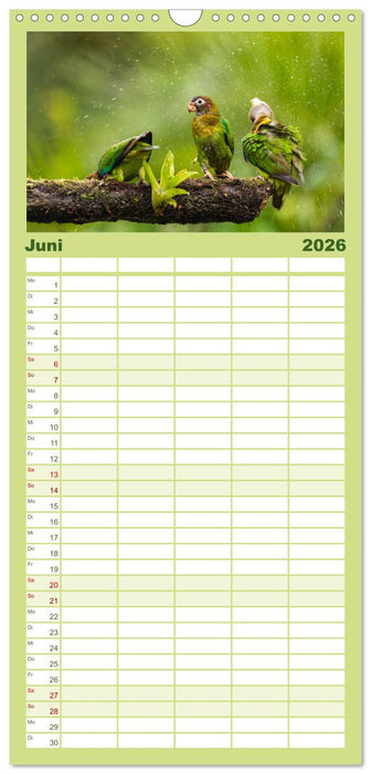 Zauberhaft Tierwelt in Costa Rica (CALVENDO Familienplaner 2026)