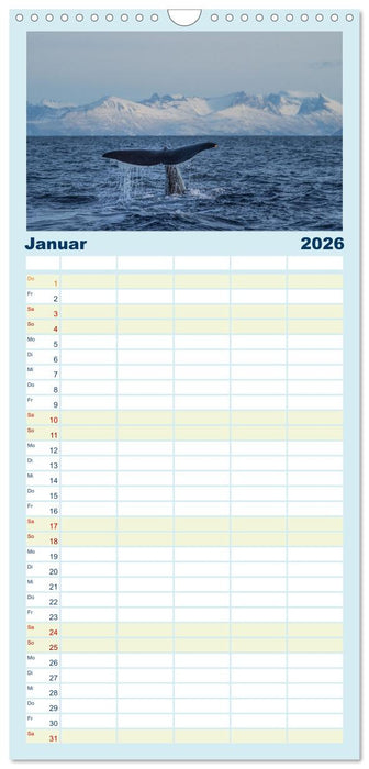 Die Wale von Andenes (CALVENDO Familienplaner 2026)