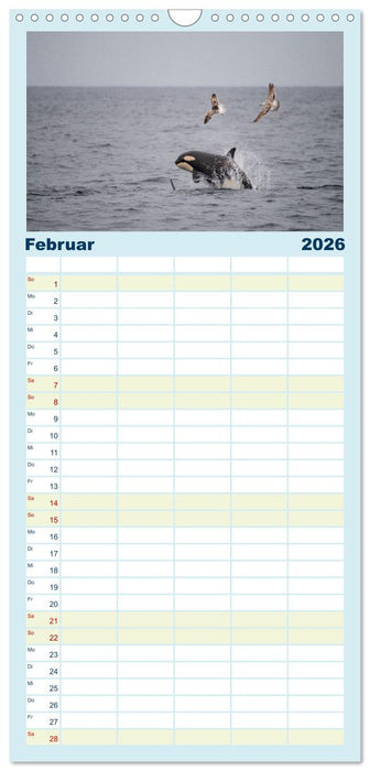 Die Wale von Andenes (CALVENDO Familienplaner 2026)