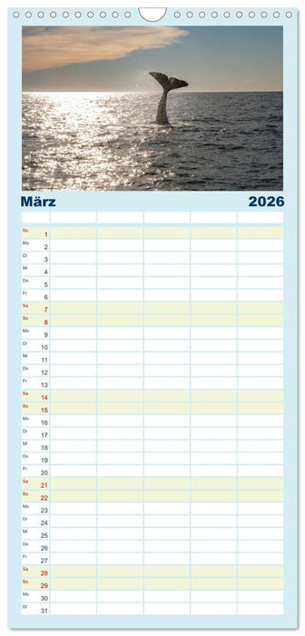 Die Wale von Andenes (CALVENDO Familienplaner 2026)
