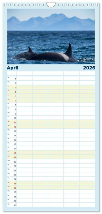 Die Wale von Andenes (CALVENDO Familienplaner 2026)
