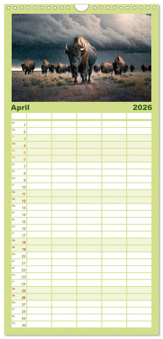 Amerikanischer Bison (CALVENDO Familienplaner 2026)