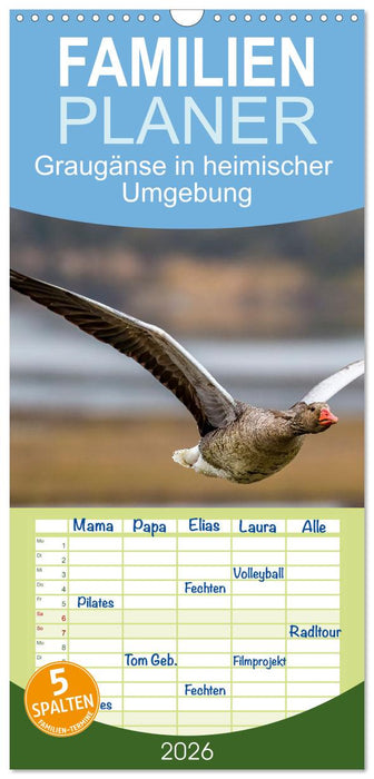 Graugänse in heimischer Umgebung (CALVENDO Familienplaner 2026)