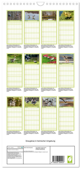 Graugänse in heimischer Umgebung (CALVENDO Familienplaner 2026)