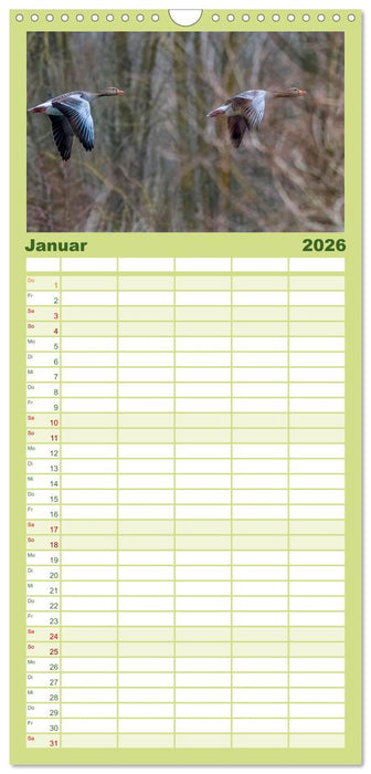 Graugänse in heimischer Umgebung (CALVENDO Familienplaner 2026)