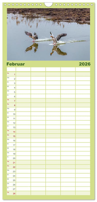 Graugänse in heimischer Umgebung (CALVENDO Familienplaner 2026)