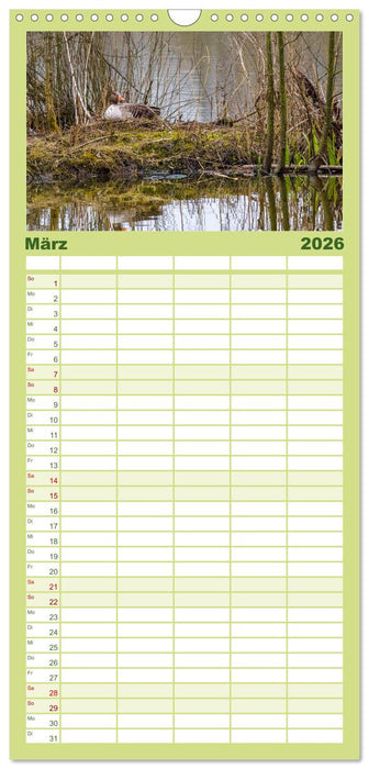 Graugänse in heimischer Umgebung (CALVENDO Familienplaner 2026)