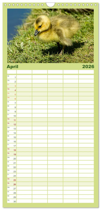 Graugänse in heimischer Umgebung (CALVENDO Familienplaner 2026)