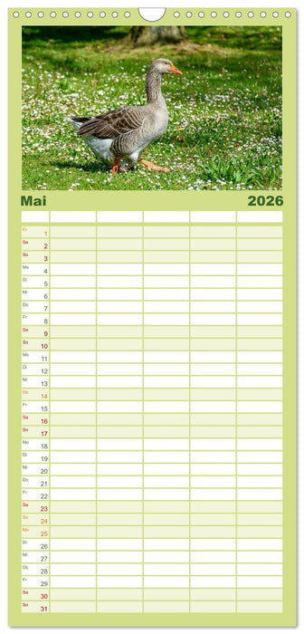 Graugänse in heimischer Umgebung (CALVENDO Familienplaner 2026)