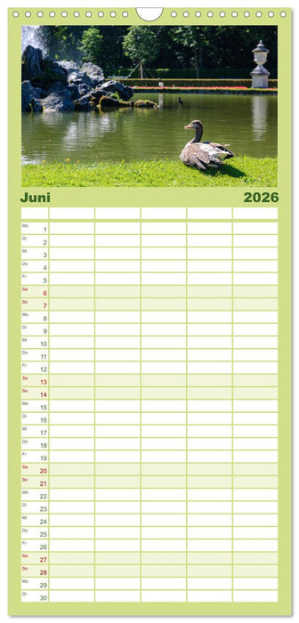 Graugänse in heimischer Umgebung (CALVENDO Familienplaner 2026)