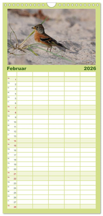 Wilde Vogelwelt Helgoland (CALVENDO Familienplaner 2026)