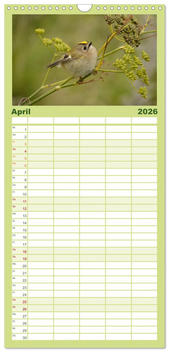 Wilde Vogelwelt Helgoland (CALVENDO Familienplaner 2026)