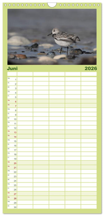 Wilde Vogelwelt Helgoland (CALVENDO Familienplaner 2026)