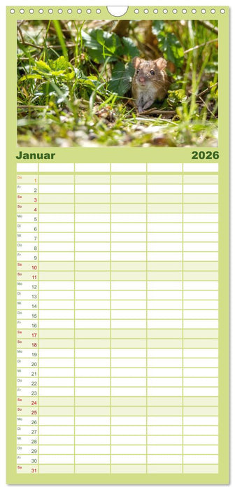 Mäusetanz (CALVENDO Familienplaner 2026)