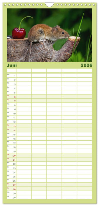 Mäusetanz (CALVENDO Familienplaner 2026)