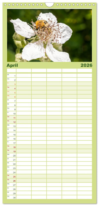 INSEKTEN - Makrofotografie in freier Natur (CALVENDO Familienplaner 2026)