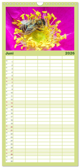 INSEKTEN - Makrofotografie in freier Natur (CALVENDO Familienplaner 2026)