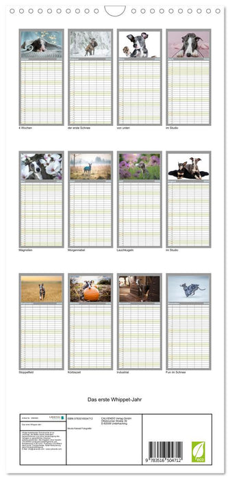 Das erste Whippet-Jahr (CALVENDO Familienplaner 2026)