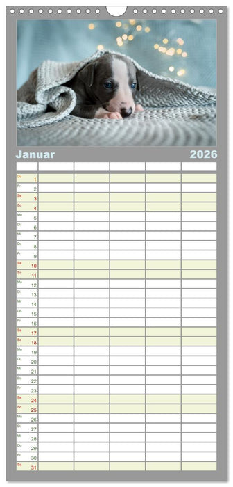 Das erste Whippet-Jahr (CALVENDO Familienplaner 2026)