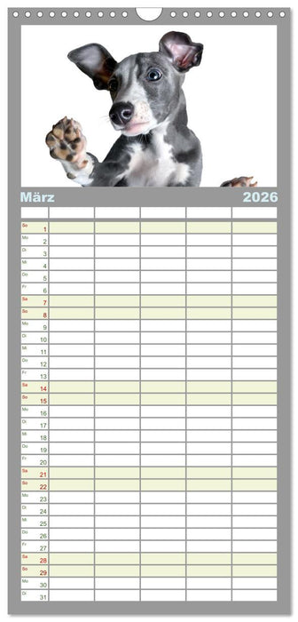 Das erste Whippet-Jahr (CALVENDO Familienplaner 2026)