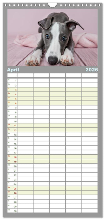 Das erste Whippet-Jahr (CALVENDO Familienplaner 2026)
