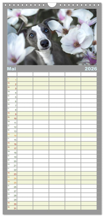 Das erste Whippet-Jahr (CALVENDO Familienplaner 2026)