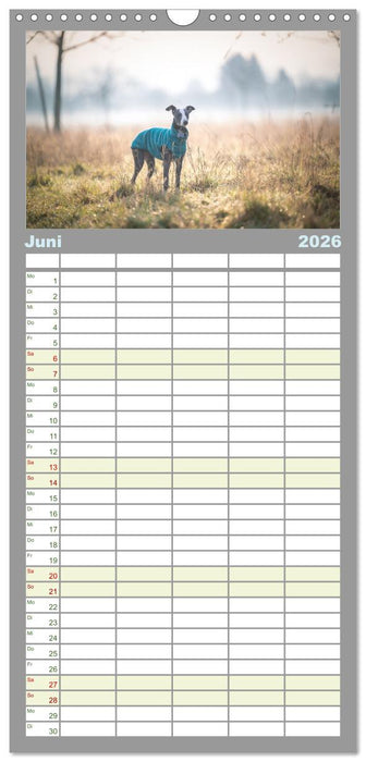 Das erste Whippet-Jahr (CALVENDO Familienplaner 2026)