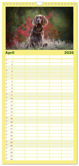 Passion Jagdhund - Deutsch Langhaar (CALVENDO Familienplaner 2026)