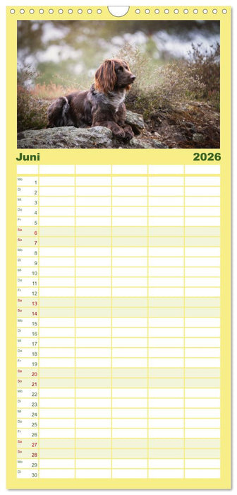 Passion Jagdhund - Deutsch Langhaar (CALVENDO Familienplaner 2026)