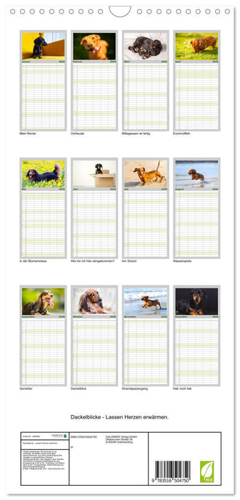 Dackelblicke - Lassen Herzen erwärmen. (CALVENDO Familienplaner 2026)